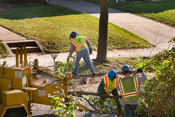 Best Tree and Shrub Care  in Shallotte, NC